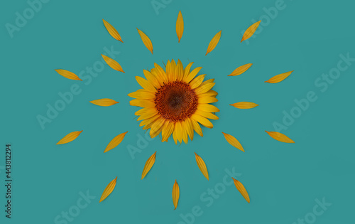 Fototapeta Naklejka Na Ścianę i Meble -  Sunflower with petals layout. Flat lay top-down minimalistic composition. Concept of healthy eating for advertising banner, label, poster, postcard, invitation, sticker, etc.