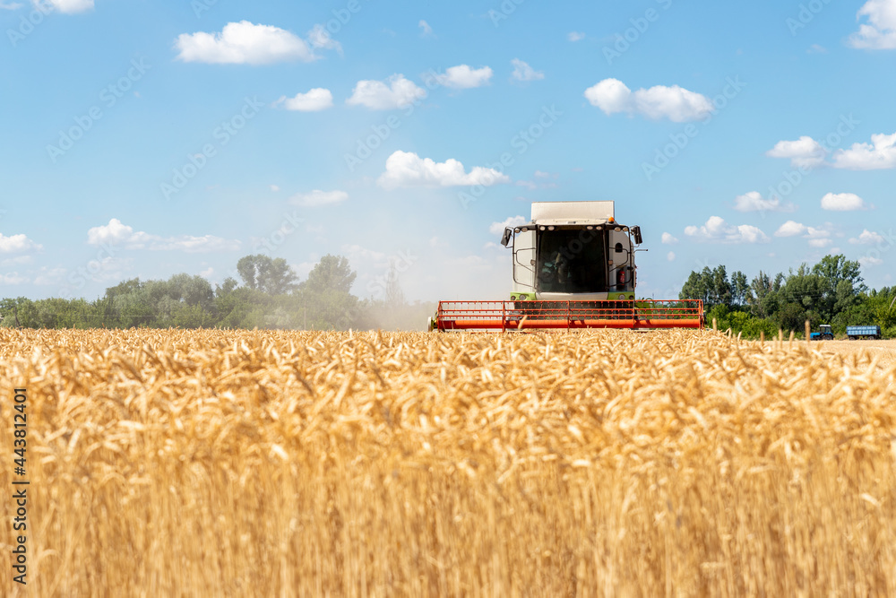 Fototapeta premium Scenic front view Big modern industrial combine harvester machine reaping gather golden ripe wheat cereal field meadow on bright summer day. Agricultural yellow field machinery landscape background