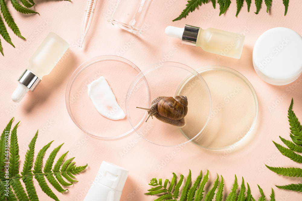 Cosmetic laboratory concept . Glass petri dish with snail for organic cosmetic products. Flat lay image.