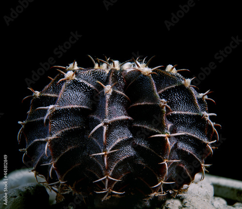 black color gymnocalycium mihanovichii hybrid cactus photo