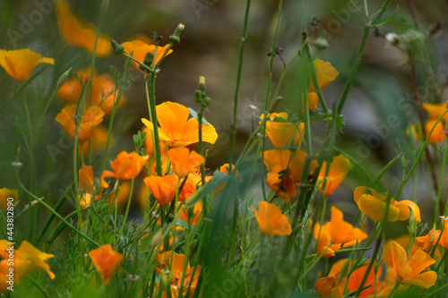 Goldmohn, Kalifornischer Mohn // California poppy, golden poppy (Eschscholzia californica) photo