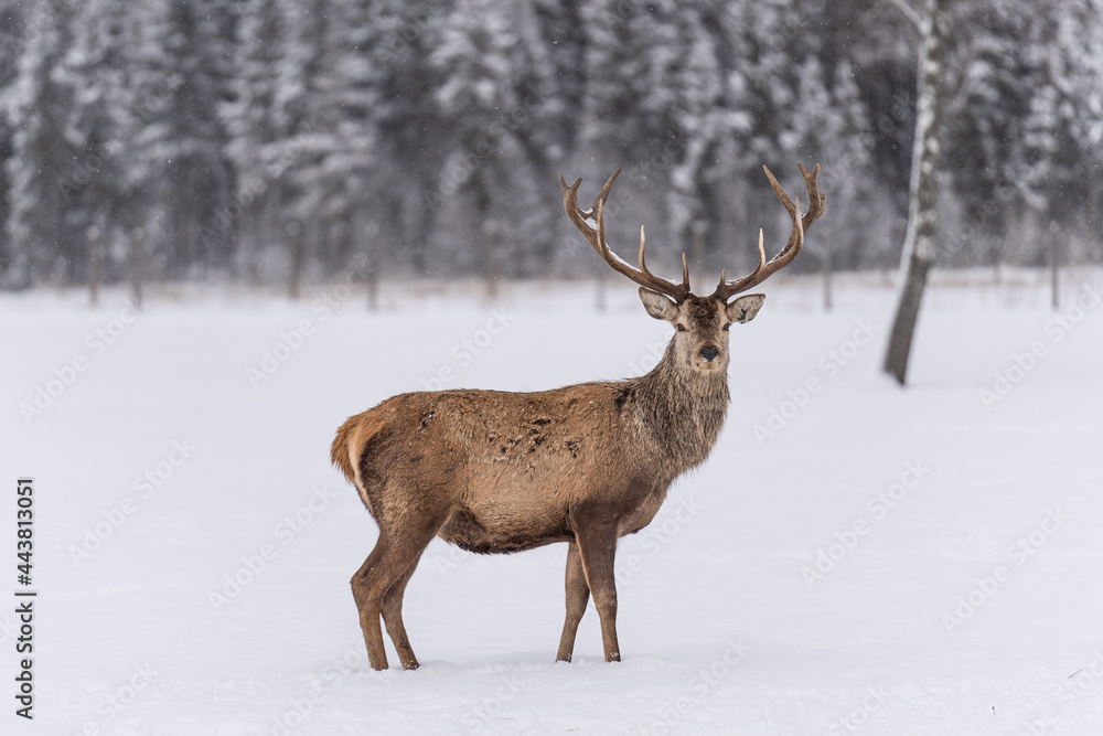 The red deer (Cervus elaphus) outdoor in winter The red deer (Cervus elaphus) outdoor in winter