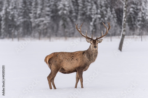 The red deer (Cervus elaphus) outdoor in winter © Sindija