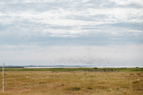 birds flying across field