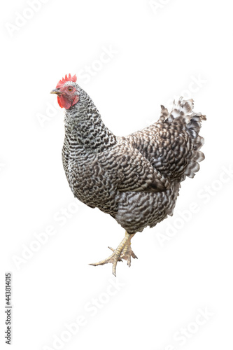 Striped house hen cut out isolated on white background.