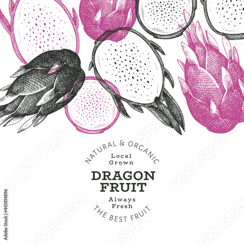 Hand drawn dragon fruit design template. Organic fresh food vector illustration. Retro pitaya fruit banner.