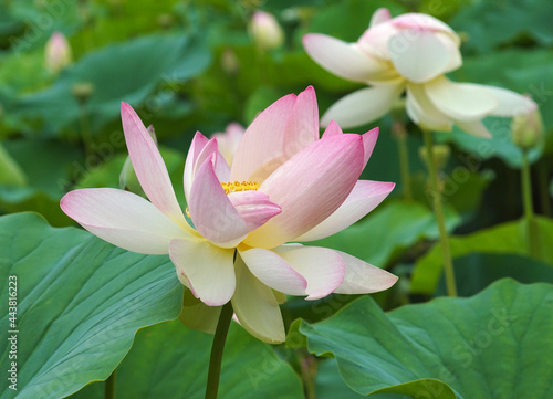 flower of lotus with petals