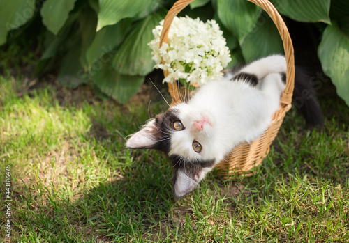 on a green lawn in the garden, a white hydrangea flower and a cute black and white kitten lies in a wicker basket upside down. Feline childhood, beautiful postcards, harmony of nature. Favorite pet