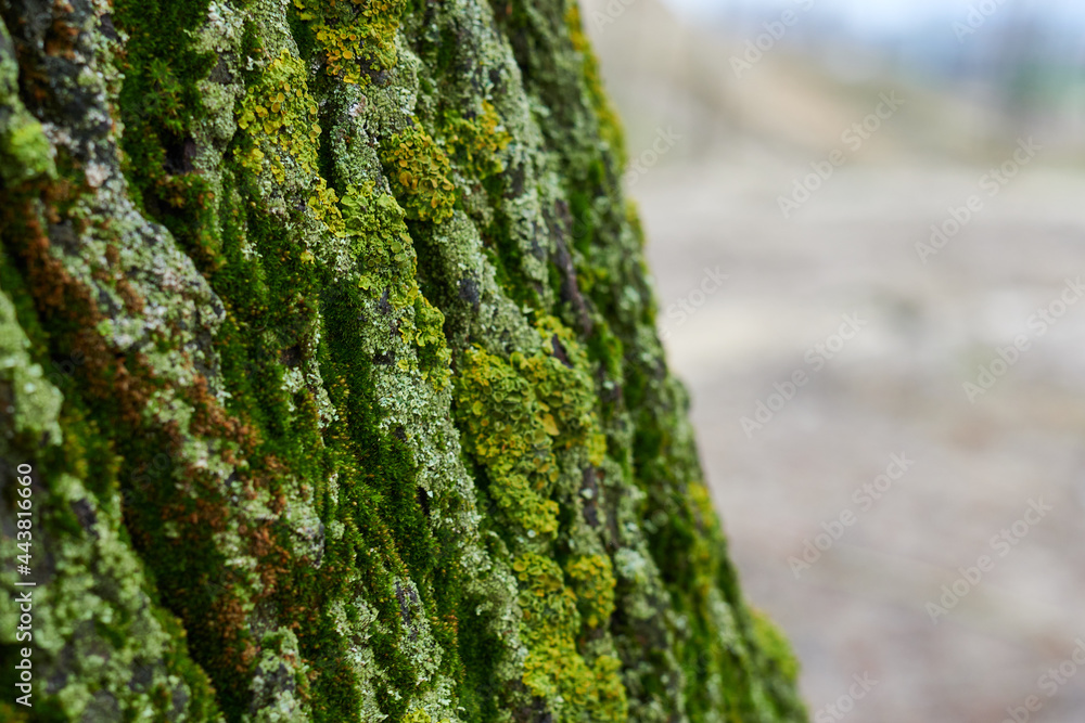 Macro photo of tree bark with green moss. Macro photo of tree bark with green moss.