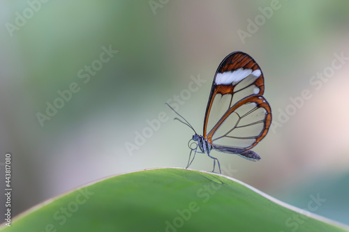  Beautiful Glasswing Butterfly (Greta oto) on a leaf in a summer garden. In the amazone rainforest in South America. Presious Tropical butterfly. 