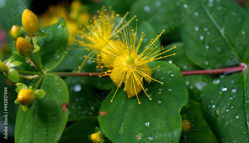 Blüten im Juli 2021, nach dem Regen. Hypericum