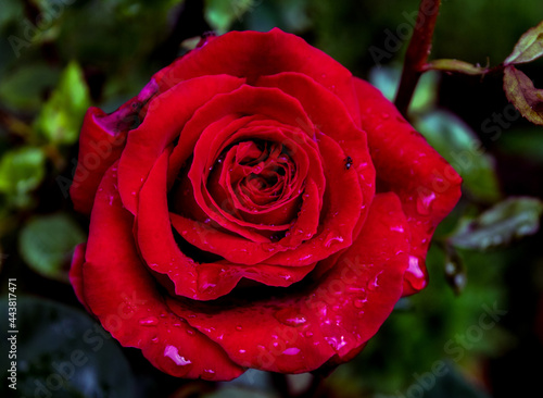 Blüten im Juli 2021, nach dem Regen. Rote Rosen
