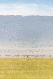 Adult cheetah sits in the long grass of the Masai Mara, with the Oloololo escarpment in the background