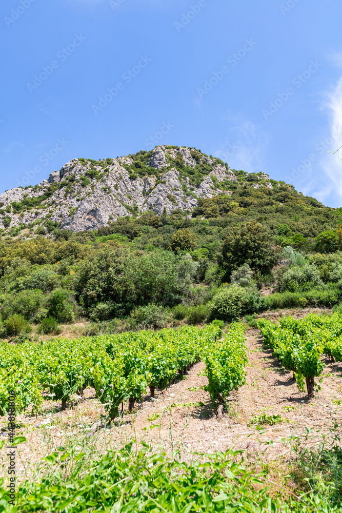 Vue sur le Pic de Vissou depuis les vignes (Occitanie, France)