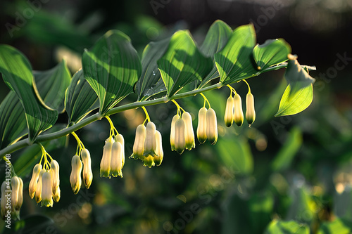 kupena multiflorous in the garden