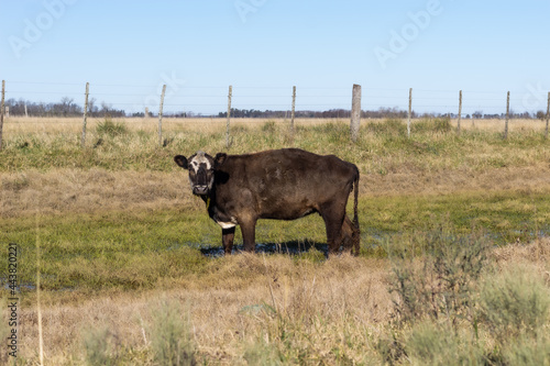 cow in the middle of the field, cattle, Argentine meats