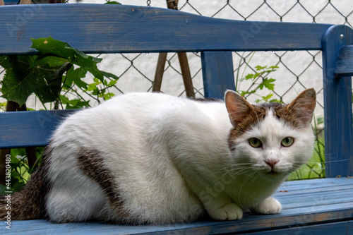 Juni 2021, Kater Joe auf der blauen Bank.