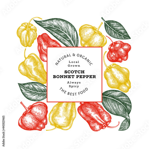 Hand drawn sketch style scotch bonnet pepper banner. Organic fresh vegetable vector illustration. Retro cayenne pepper design template