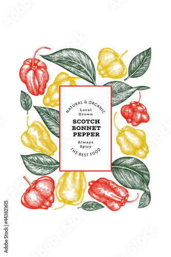 Hand drawn sketch style scotch bonnet pepper banner. Organic fresh vegetable vector illustration. Retro cayenne pepper design template