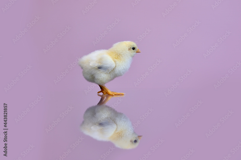Isolated portrait of a small fluffy, just-born yellow chicken on a lilac background with a reflection on the table. The chick stands and looks with interest Isolated portrait of a small fluffy, just-born yellow chicken on a lilac background with a reflection on the table. The chick stands and looks with interest