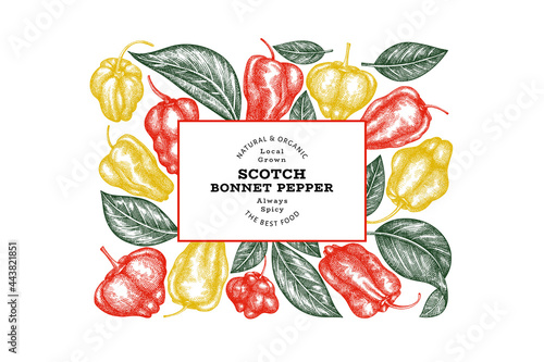 Hand drawn sketch style scotch bonnet pepper banner. Organic fresh vegetable vector illustration. Retro cayenne pepper design template