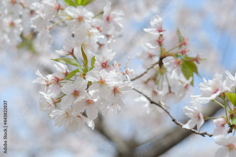 cherry blossoms in Fukuoka, Japan