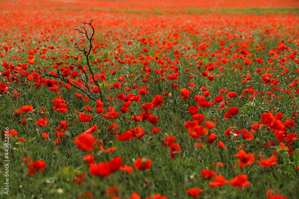 Obraz premium Red poppies in field. Image vith selective focus.