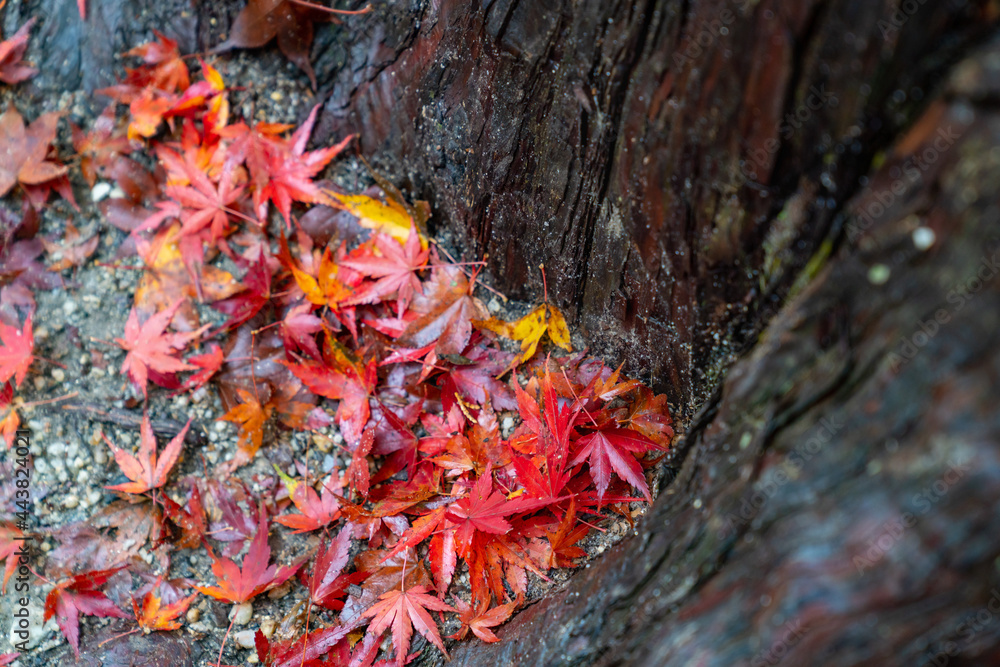 落葉したモミジの写真。秋のイメージ写真。