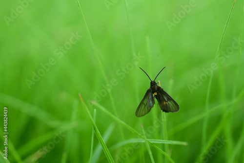 Beautiful insects perched on a blade of grass.