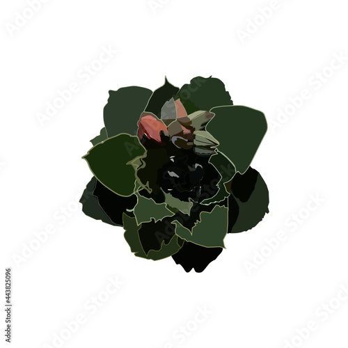echeveria shaviana succulent top view vector illustration. leaves in green tones with pink flowers
