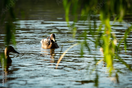 Male Mallard duck swimming in a lake