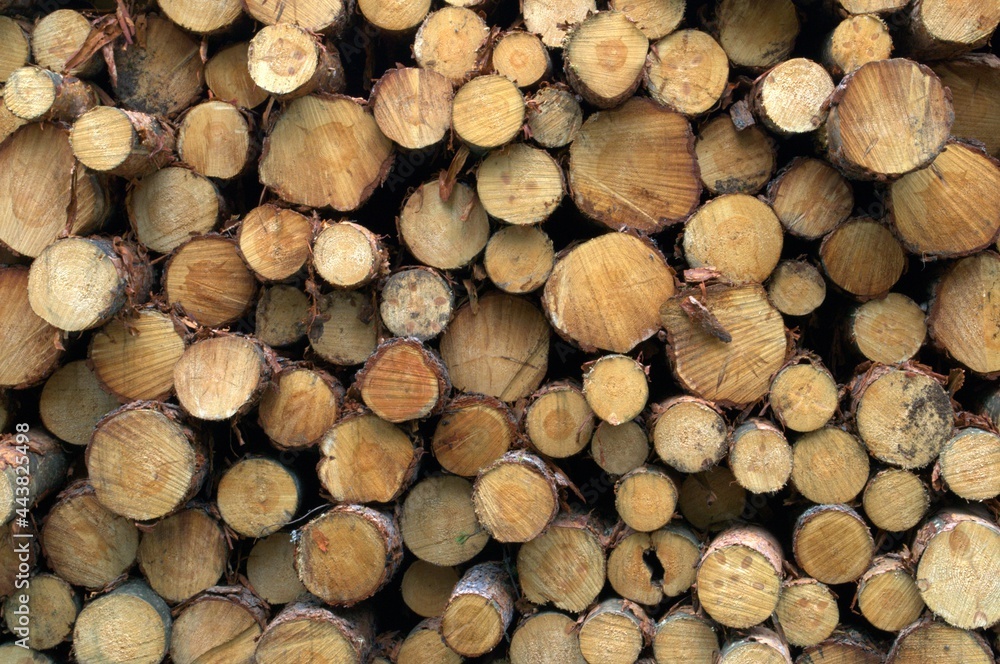 The ends of the cut trees are in a pile The ends of the cut trees are in a pile