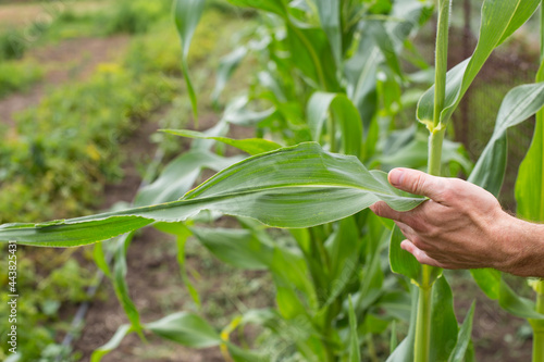 Pests and diseases on corn. Farmer hand touching corn plant. Growing corn. Male hand holding corn plant.