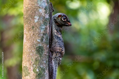 Colugo photographed in Thompson Nature Park, Singapore photo