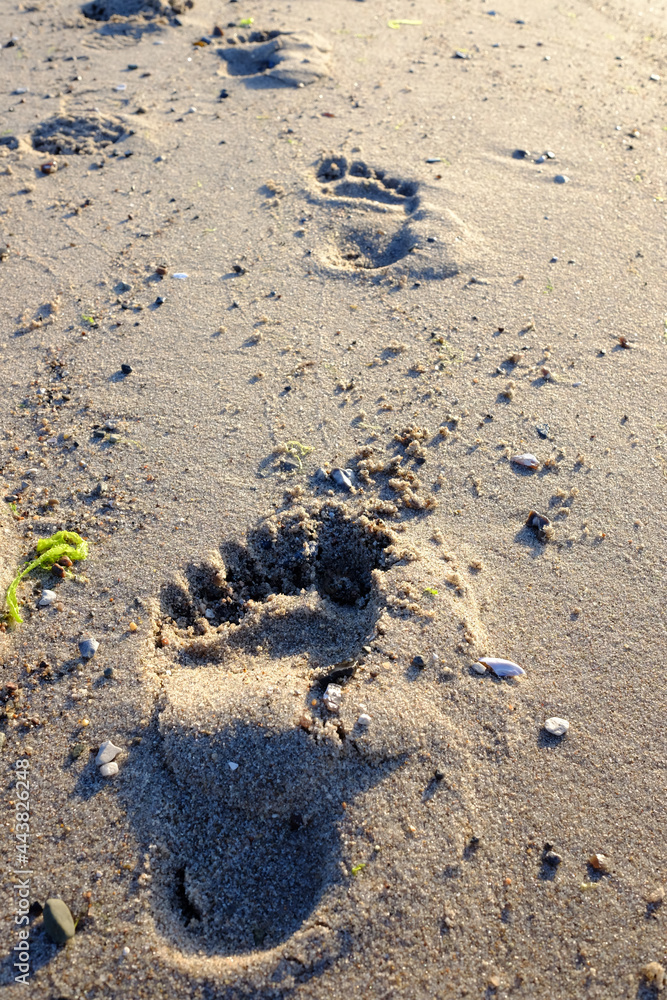 Fussabdruck am Strand im nassen Sand Fussabdruck am Strand im nassen Sand