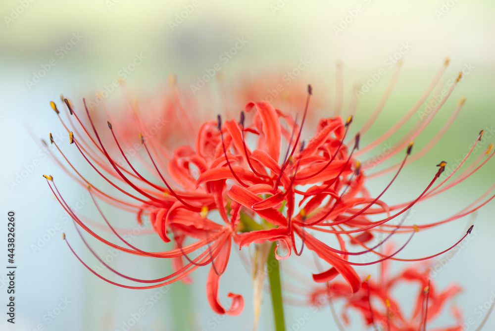 Fantastic Bokeh Red Spider Lily Close Up Macro Fantastic Bokeh Red Spider Lily Close Up Macro