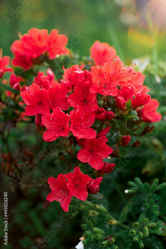 japanese azalea in the garden