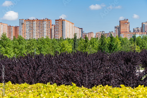 Prunus cerasifera 'Nigra' (Black cherry or prune 'Pissardii Nigra') with purple leaves against backdrop of high-rise buildings and blue sky. Blurred foreground. Krasnodar, Russia - June 18, 2021 photo