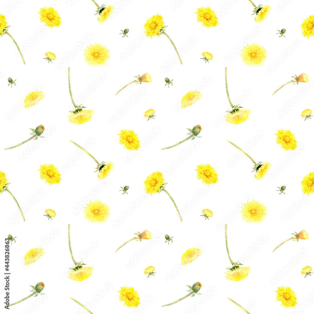 Fototapeta premium Watercolor floral seamless pattern of yellow dandelion flowers