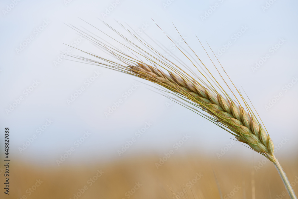 Ear spike of barley in agricultural field in summer Ear spike of barley in agricultural field in summer