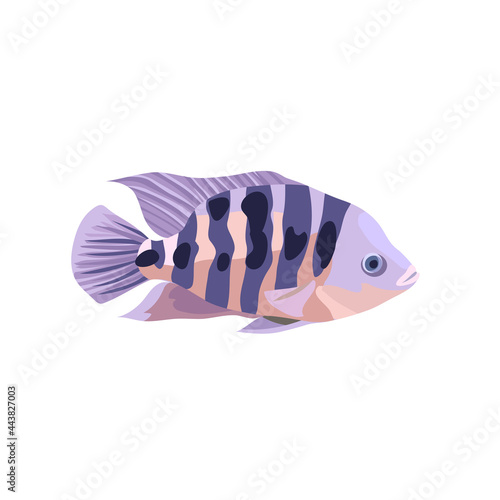 Cartoon illustrations of cichlid fish isolated on white background.