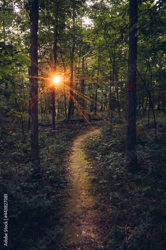 sun rays in the forest