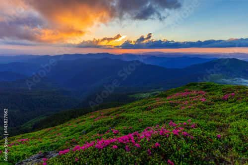 Magical summer dawn in the Carpathian mountains with blooming red rhododendron flowers. Picturesque summer sunset in the mountains with rhododendron flowers.Vibrant photo wallpaper.