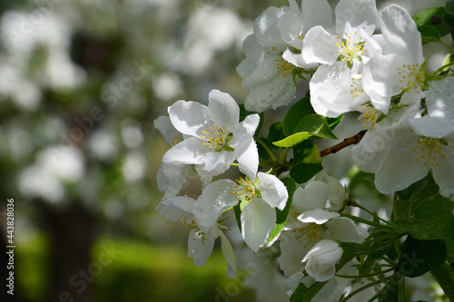 Apple Flowers White Color spring after rain 