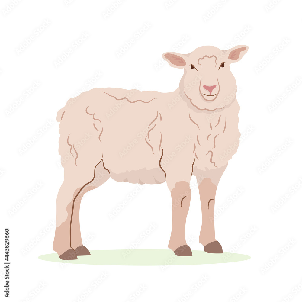 Farm animals concept. Detailed flat vector design of young lamb, side view. Sheep with beige wool coat. Domestic animal. Livestock farming illustration