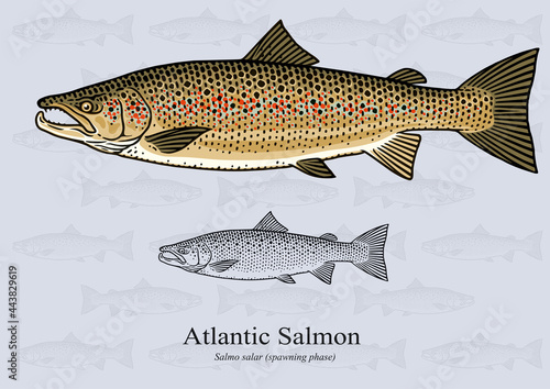 Atlantic Salmon (Spawning Phase). Vector illustration with refined details and optimized stroke that allows the image to be used in small sizes.