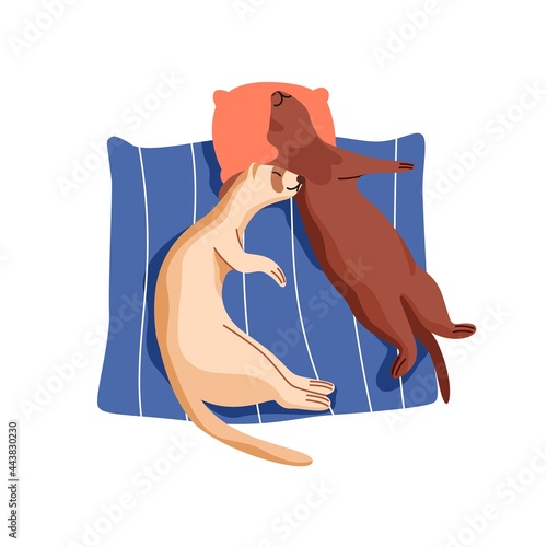 Cute couple of ferrets sleeping. Sweet funny animals relaxing together. Adorable lazy weasels lying on pillow and dreaming. Colored flat cartoon vector illustration isolated on white background.