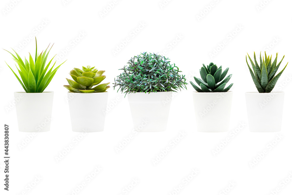 Small table plant isolated on a white background