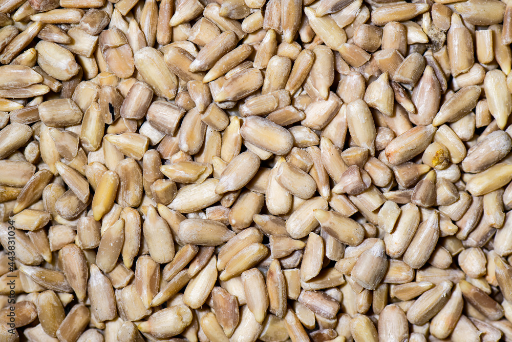 Detail of some sunflower seeds Detail of some sunflower seeds