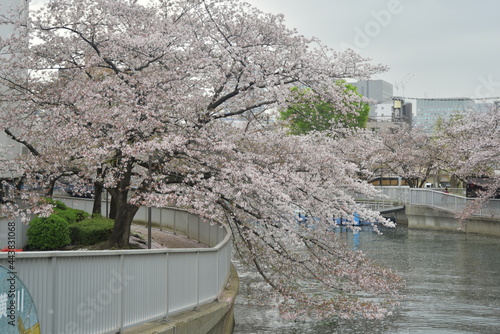 桜並木